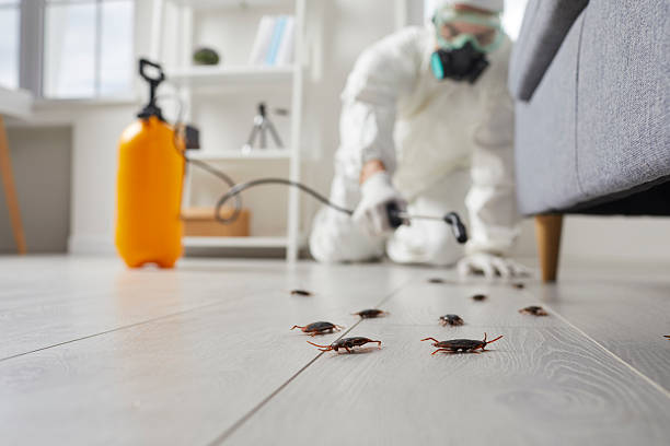 Trusted Cockroach Control service in Raton, NM - Nex Pest Control