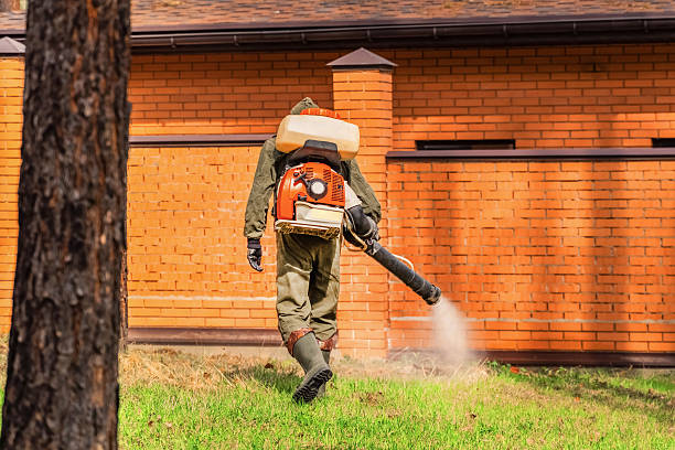 Trusted Ant Control service in Raton, NM - Nex Pest Control